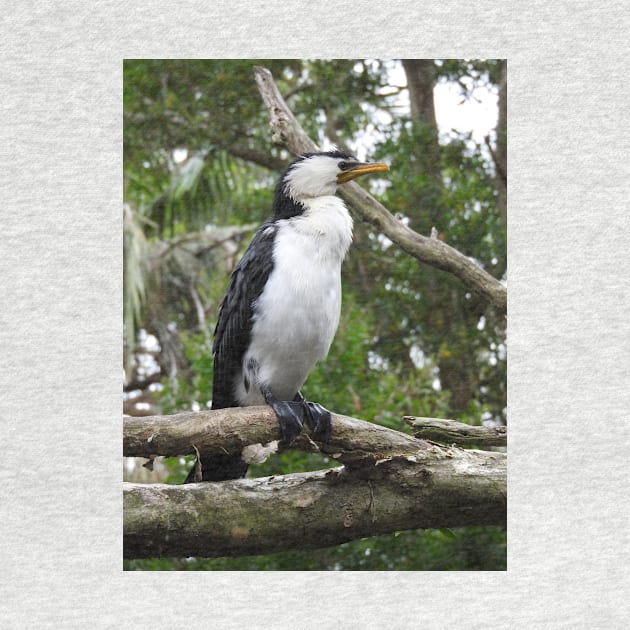 Little Pied Cormorant by kirstybush